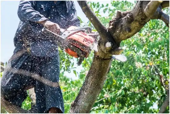 tree services Cotulla